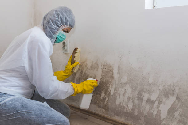Best Post-Flood Mold Remediation in Arbury Hls, IL