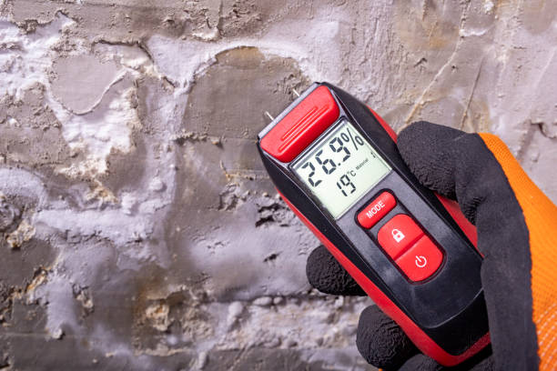 Best Residential Mold Remediation in Arbury Hls, IL