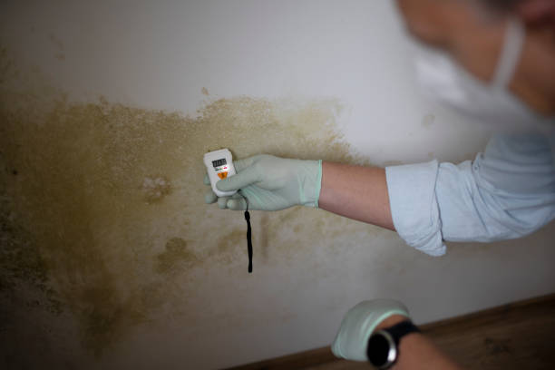 Best Commercial Mold Remediation in Arbury Hls, IL