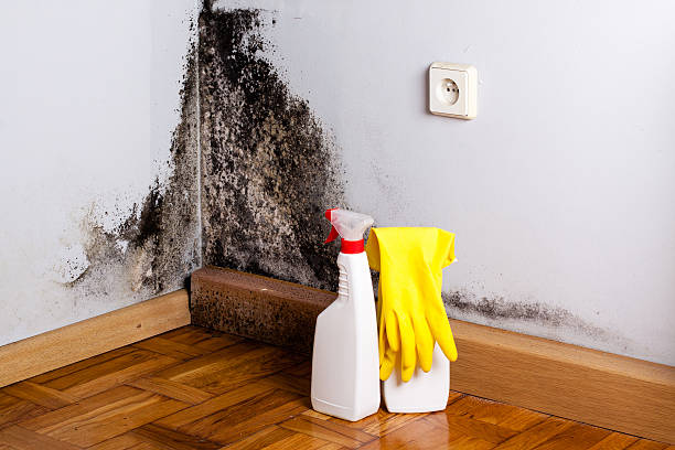 Best Kitchen Mold Remediation in Arbury Hls, IL