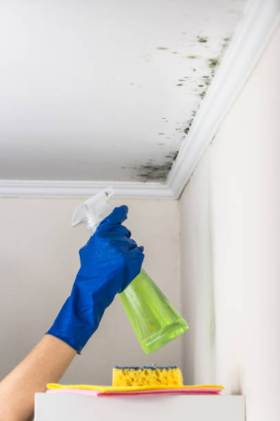 Best Black Mold Remediation in Arbury Hls, IL